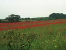 [Poppies]