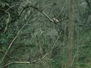 [Undercliff nature reserve]