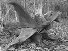 [Upturned Tree Root]