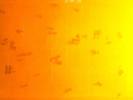 [Sunbathing at The Weather Project]