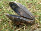 [Mussel shell]