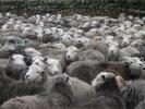 [Sheep]