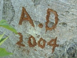 [Carving: 2004]