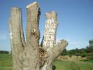 [Graffiti-covered stump]