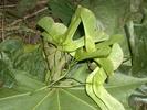 [Sycamore seeds]