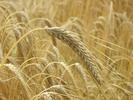 [Barley]