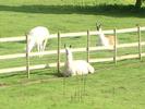 [Llamas near Witnesham]