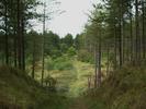 [Pembrey Forest]
