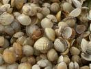 [Shells at low-tide]