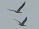 [Geese in flight]
