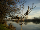 [Grass hanging from the trees]