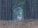 [Forest clearing]
