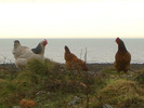 [Chickens on the beach]