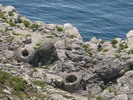 [Fossil Forest]