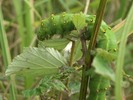 [Emperor Moth caterpillar]