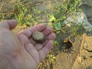 [Stone in hand]