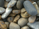[Shingle]