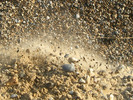 [Crumbling shingle bank]