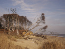 [Silver birch trees falling into the sea]