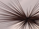 [B of the Bang detail]