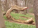 [A 'dragon']