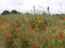 [Vibrant hedgerow near Brockley Corner]