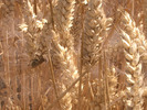 [Spider in a corn field]