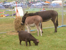 [The farm]
