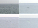 [Dolphins]