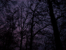 [Trees at Kyson Point]