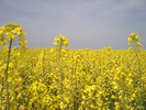 [Oil Seed Rape field]