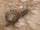 [Snail on the Ridgeway]
