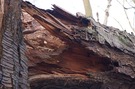 fallen-tree.jpg