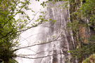 grey-mares-tail.png