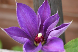 clematis.png