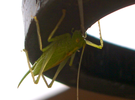 grasshopper.png