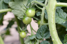 tomatoes.png