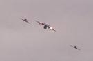 royal-flight.jpg