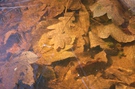 leaves.jpg