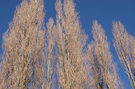 poplars.jpg