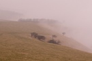 firle-beacon-mist.jpg