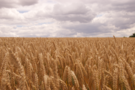 corn.png
