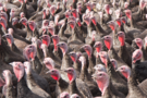 turkey.png