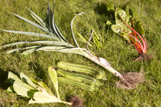 vegetables.png