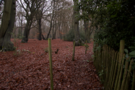 burnham-beeches.png