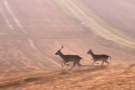 deer.png
