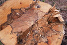 tree-stump.png