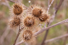 prickly-seeds.png