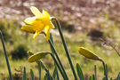 daffodils.png