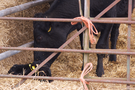 lomer-calf.png